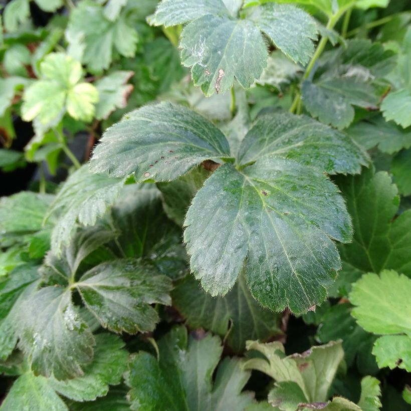 Waldsteinia ternata (Follaje)