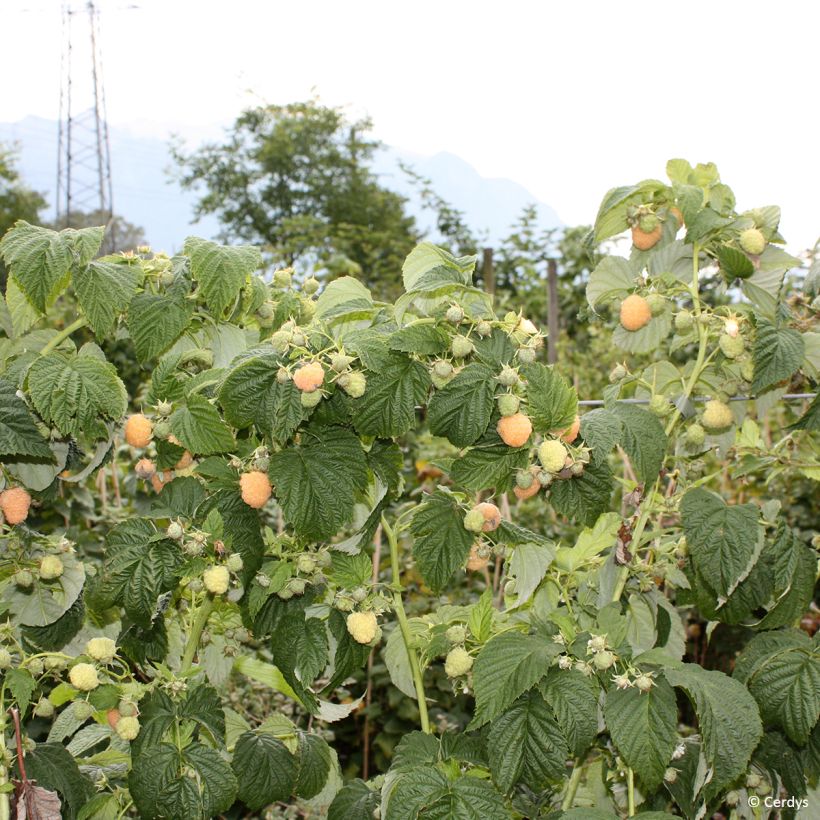 Frambuesa Schlaraffia Golddigger (Porte)