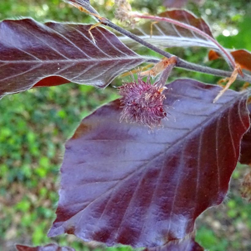 Haya común Dawyck Purple - Fagus sylvatica (Follaje)