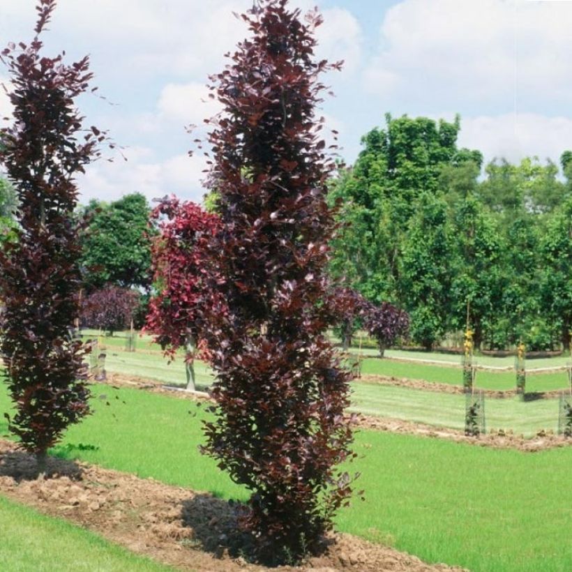 Haya común Dawyck Purple - Fagus sylvatica (Porte)