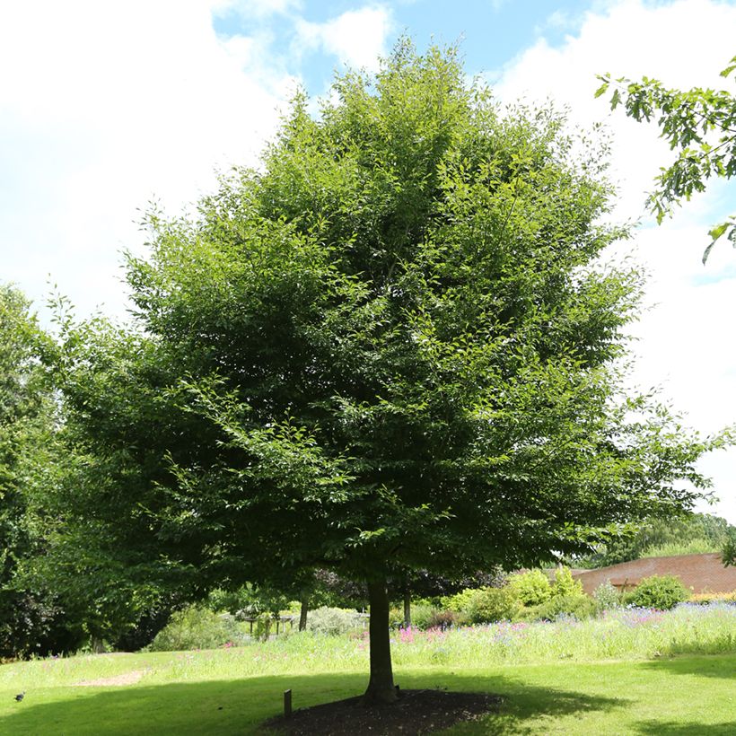 Haya común Dentata - Fagus sylvatica (Porte)