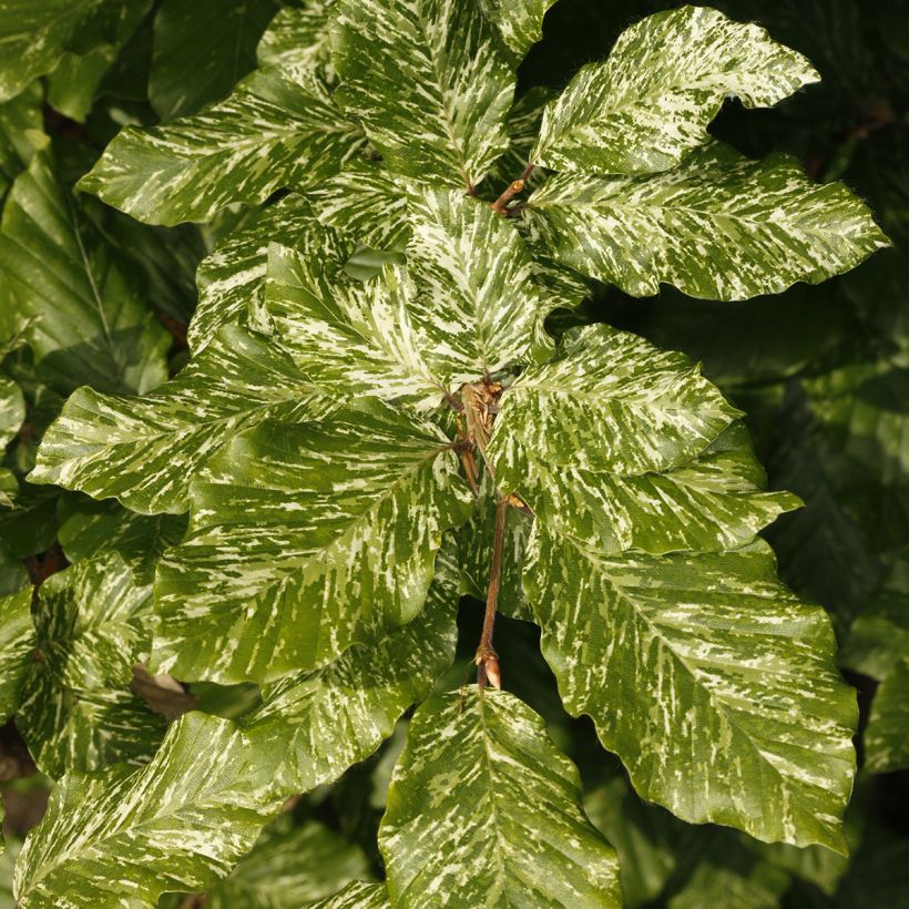 Haya común Marmor Star - Fagus sylvatica (Follaje)