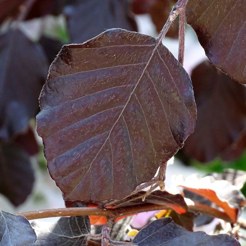 Haya común Purple Fountain - Fagus sylvatica (Follaje)