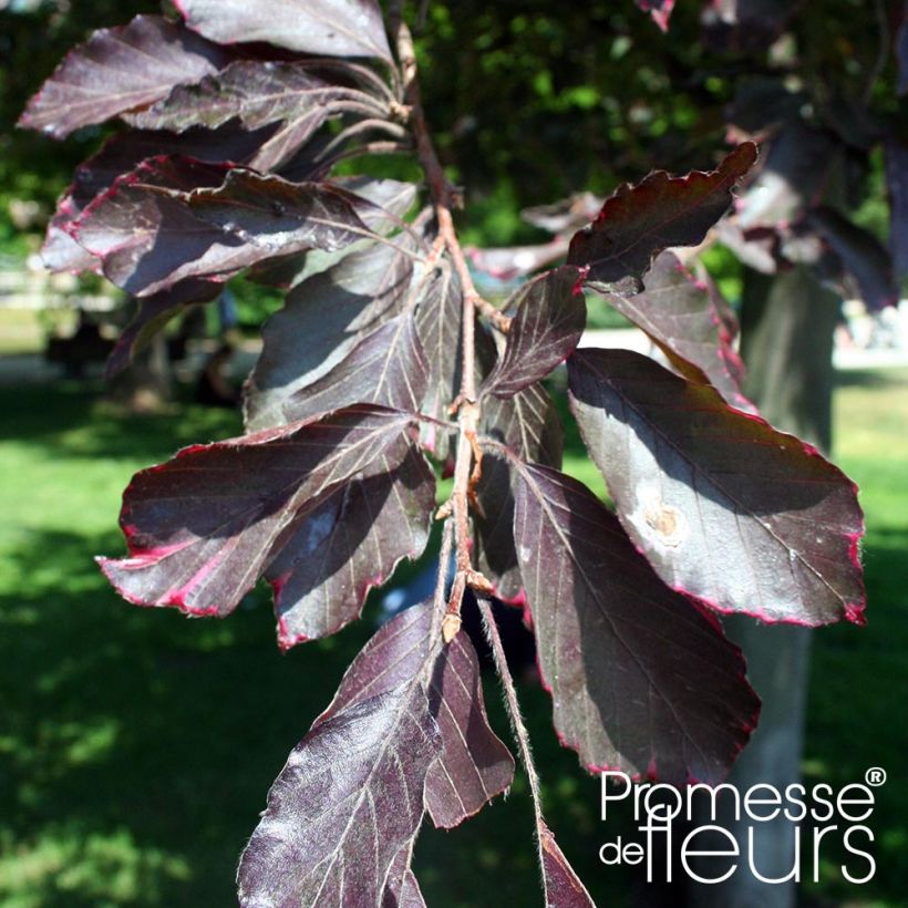 Fagus sylvatica Purpurea Pendula - Haya roja llorona (Follaje)