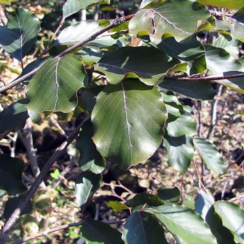 Haya común Riversii - Fagus sylvatica (Follaje)