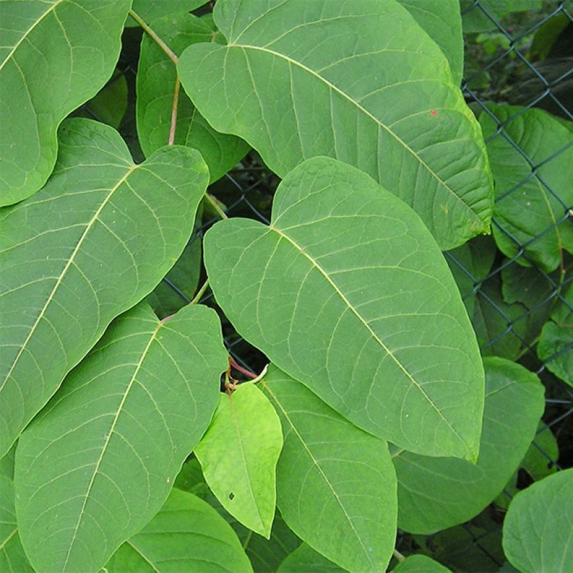 Fallopia sachalinensis - Polígono (Follaje)