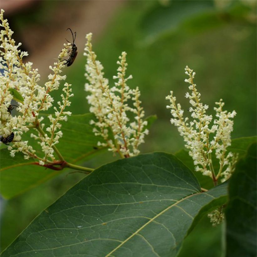 Fallopia sachalinensis - Polígono (Floración)