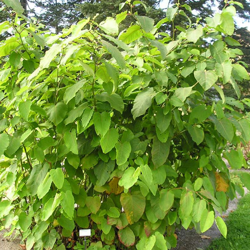 Fallopia sachalinensis - Polígono (Porte)