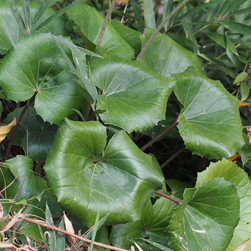 Farfugium japonicum - Boina de vasco (Follaje)