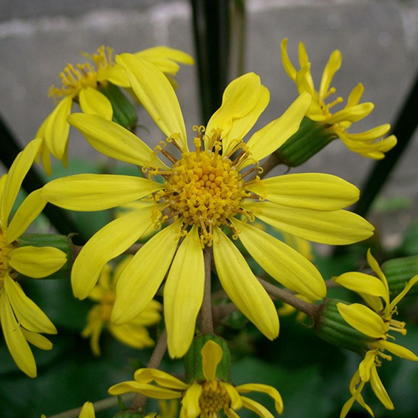 Farfugium japonicum - Boina de vasco (Floración)