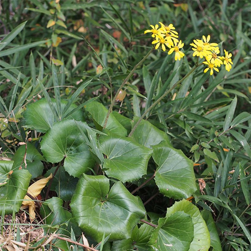 Farfugium japonicum - Boina de vasco (Porte)