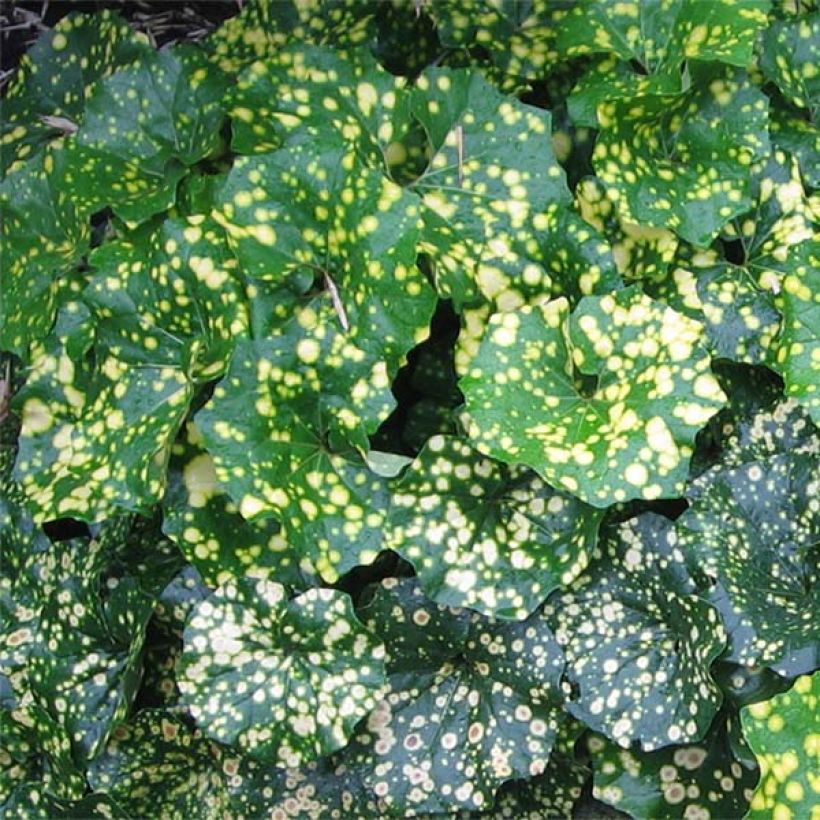 Farfugium japonicum Aureomaculatum - Boina de vasco (Follaje)