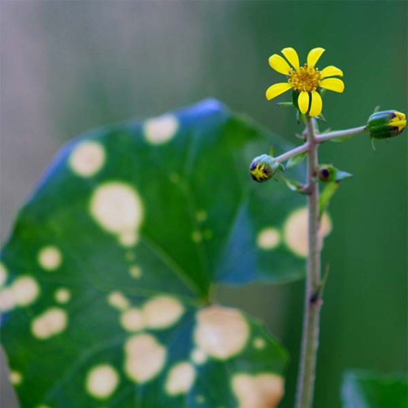 Farfugium japonicum Aureomaculatum - Boina de vasco (Floración)