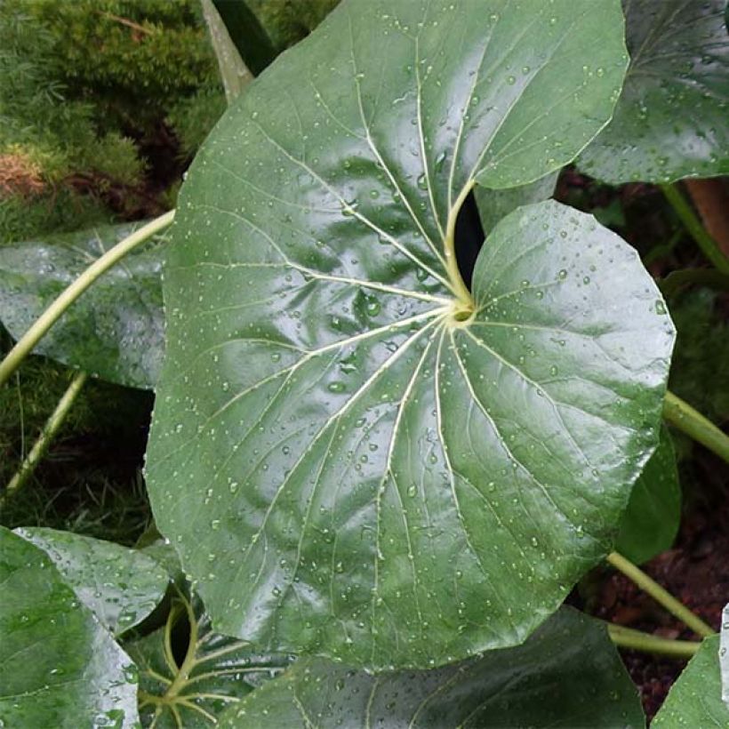 Farfugium japonicum Gigantea - Boina de vasco (Follaje)