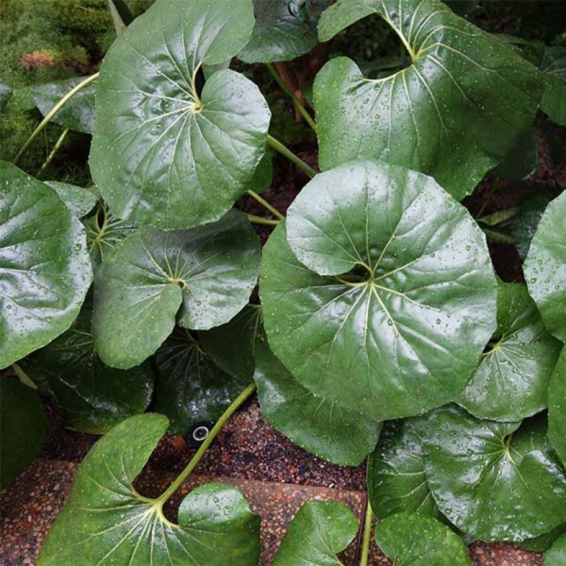 Farfugium japonicum Gigantea - Boina de vasco (Porte)