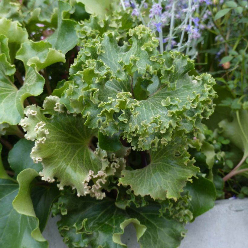 Farfugium japonicum Wavy Gravy - Boina de vasco (Follaje)