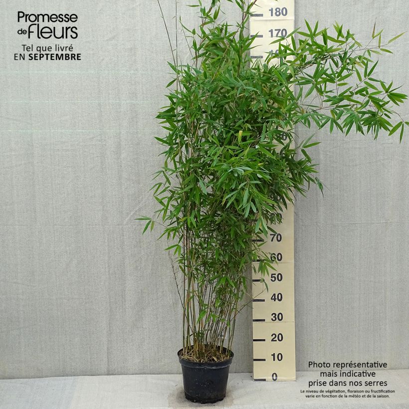 Ejemplar de Fargesia Winter Joy 125/150cm en pot de 7.5L - Bambou non traçant  entregado en otoño