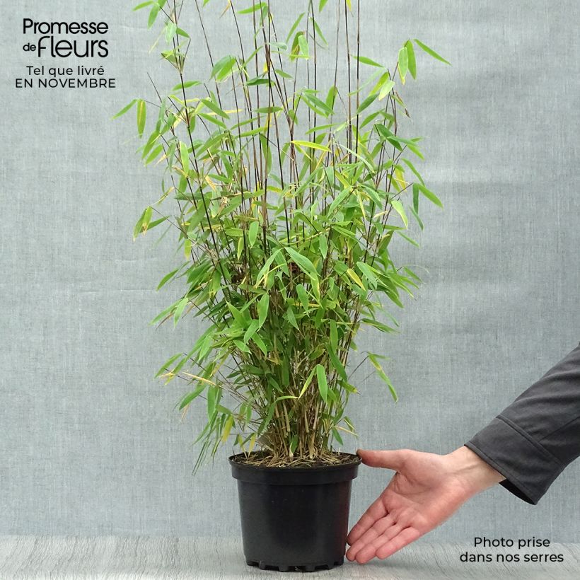 Ejemplar de Fargesia Winter Joy  en pot de 3L - Bambou non traçant entregado en otoño