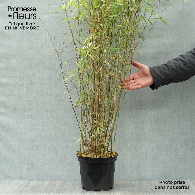 Ejemplar de Fargesia Winter Joy  en pot de 5L 80/100 - Bambou non traçant entregado en otoño