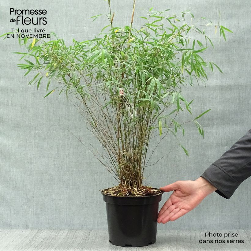 Ejemplar de Fargesia angustissima - Bambou non traçant Pot de 4L/5L entregado en otoño