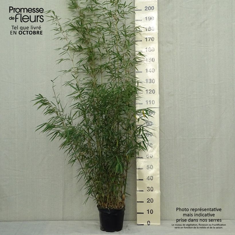 Ejemplar de Fargesia robusta en pot de 5L 80/120 - Bambou non traçant entregado en otoño