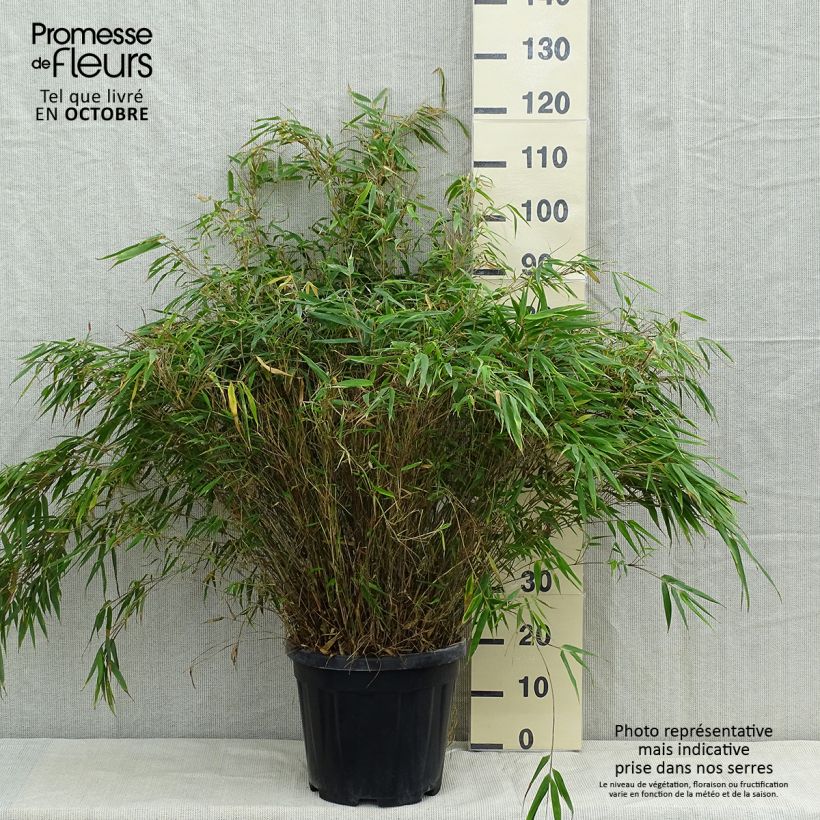 Ejemplar de Fargesia robusta 125/150cm en pot de 18L - Bambou non traçant entregado en otoño