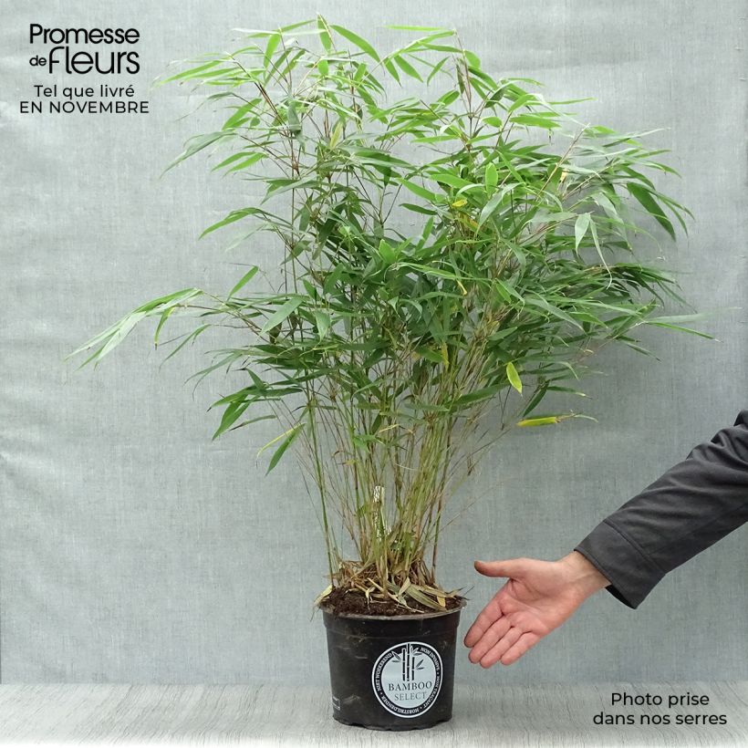 Ejemplar de Fargesia robusta Pingwu 60/80cm en pot de 5L - Bambou non traçant entregado en otoño