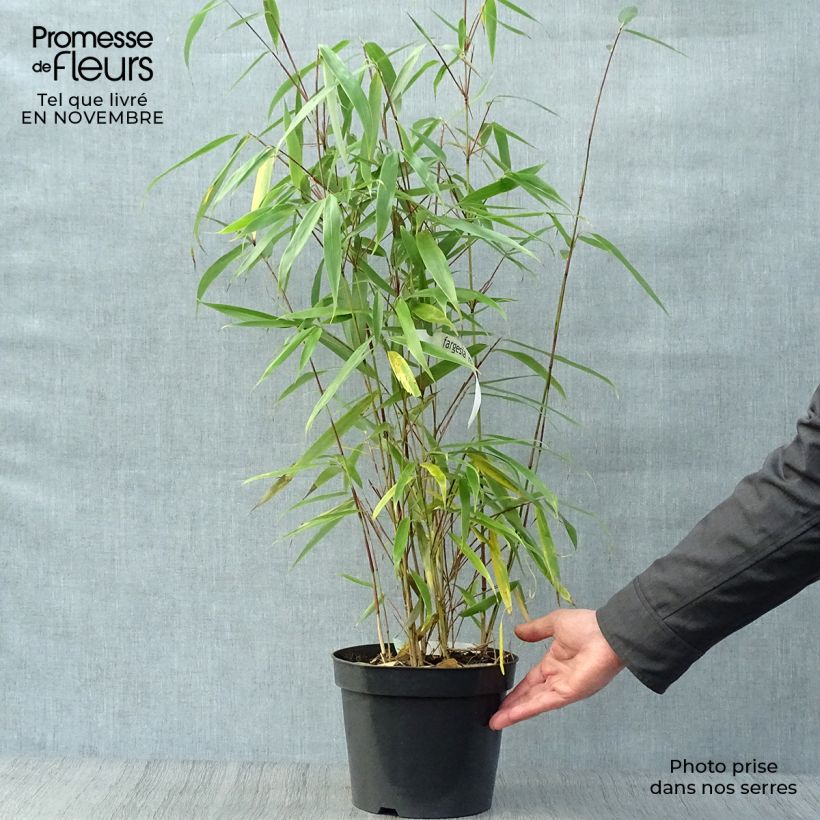 Ejemplar de Fargesia robusta Wolong - Bambou non traçant Pot de 4L/5L entregado en otoño