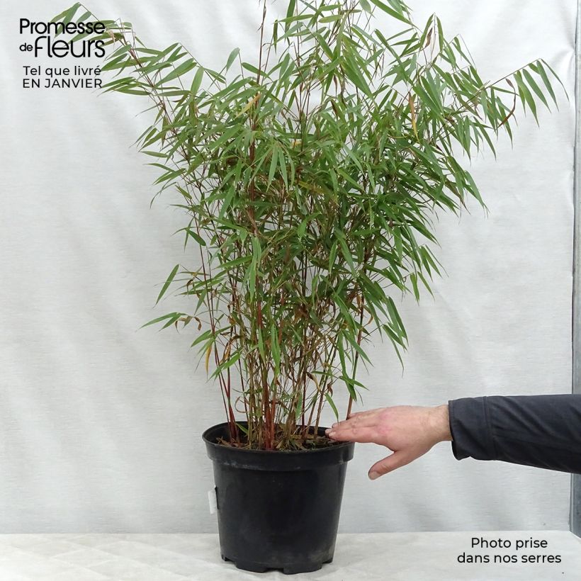 Fargesia scabrida Asian Wonder - Bambou non traçant 60/80cm en pot de 7.5L Ejemplar entregado en invierno