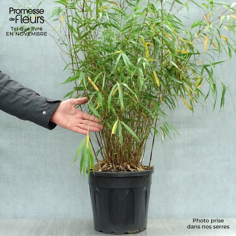 Ejemplar de Fargesia scabrida Asian Wonder - Bambou non traçant 60/80cm en pot de 7.5L entregado en otoño