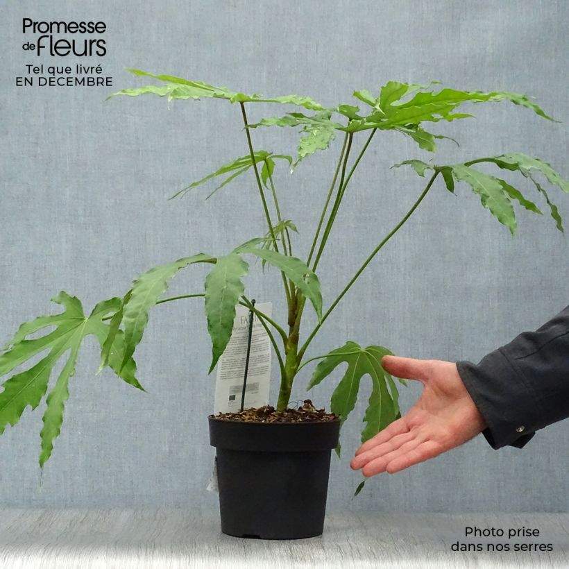 Fatsia polycarpa Green Fingers - Fatsia de Taiwan Pot de 2L/3L Ejemplar entregado en invierno