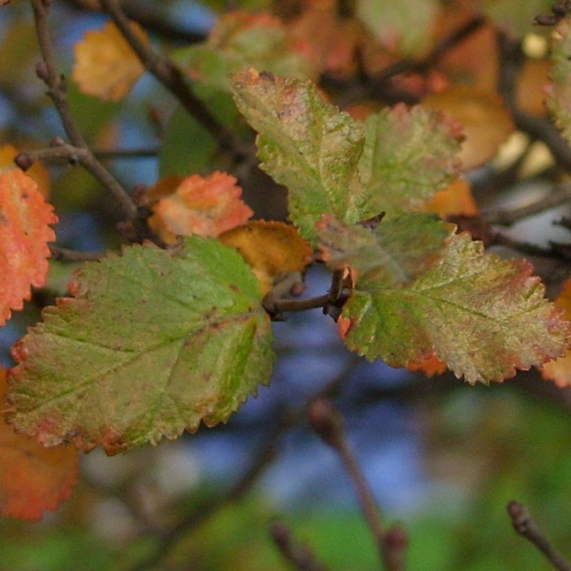 Nothofagus antarctica - ñire (Follaje)