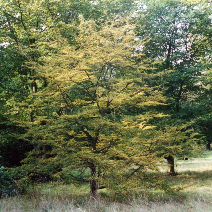 Nothofagus antarctica - ñire (Porte)