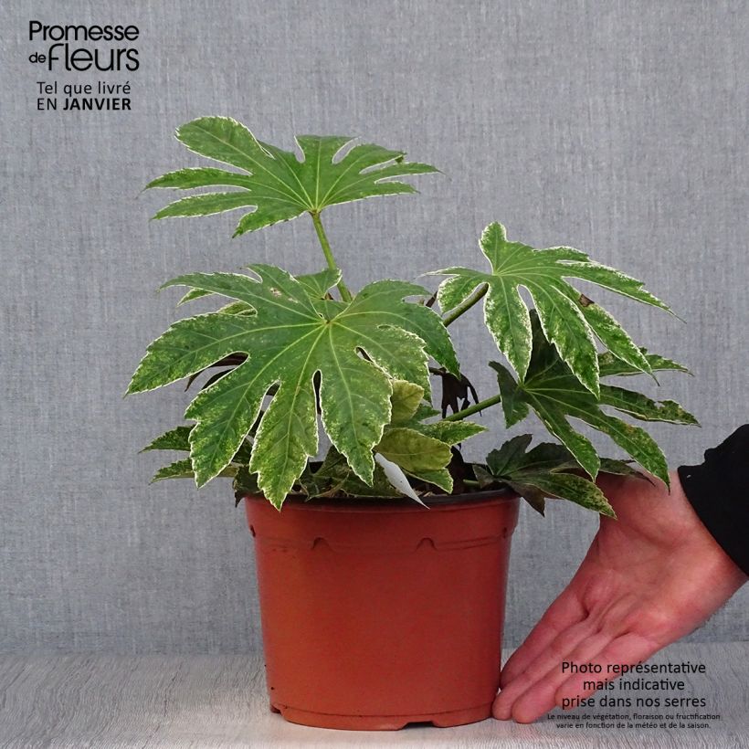 Faux-aralia - Fatsia japonica Variegata en pot de 3L/4L Ejemplar entregado en invierno