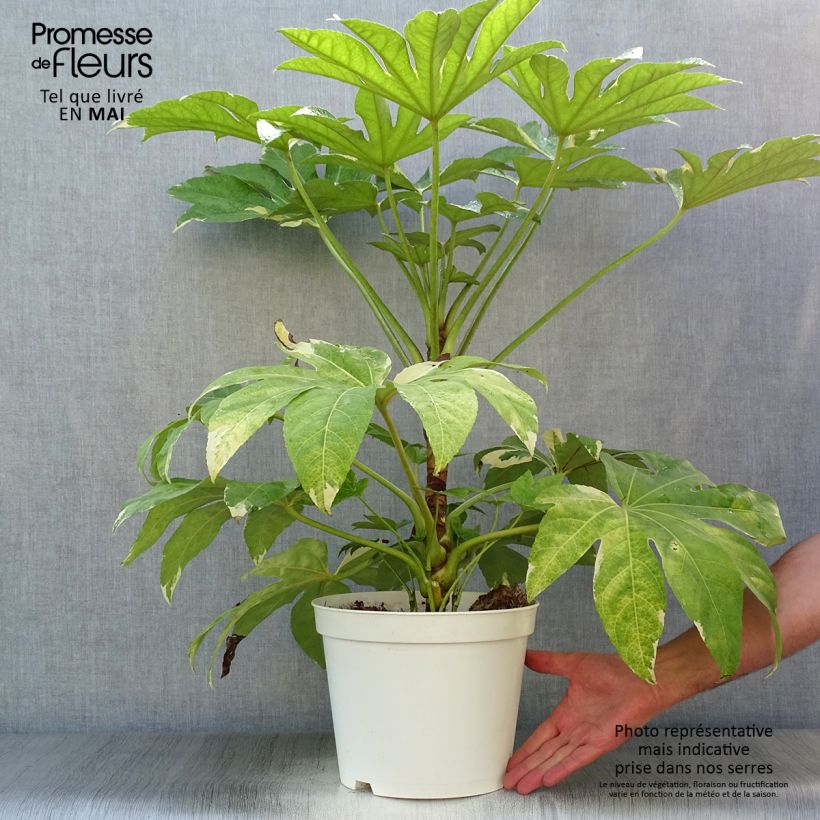 Fatsia japonica Variegata Maceta 6L/7LAltura de entrega aprox. 60/70cm Ejemplar entregado en la primavera