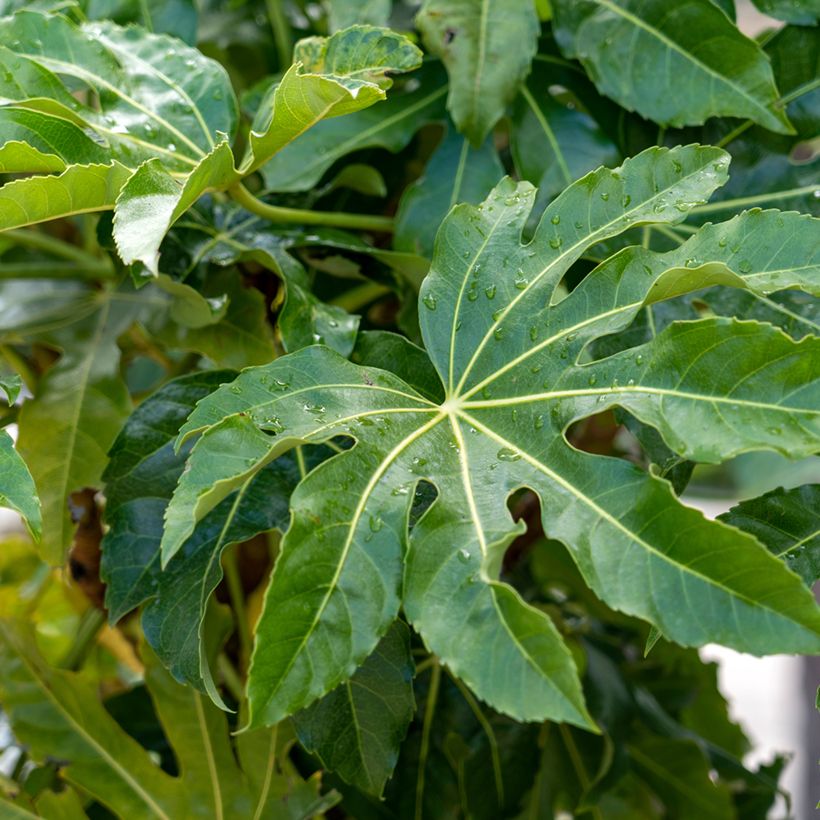 Fatsia japonica (Follaje)