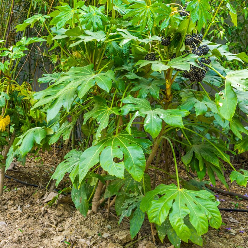 Fatsia japonica (Porte)