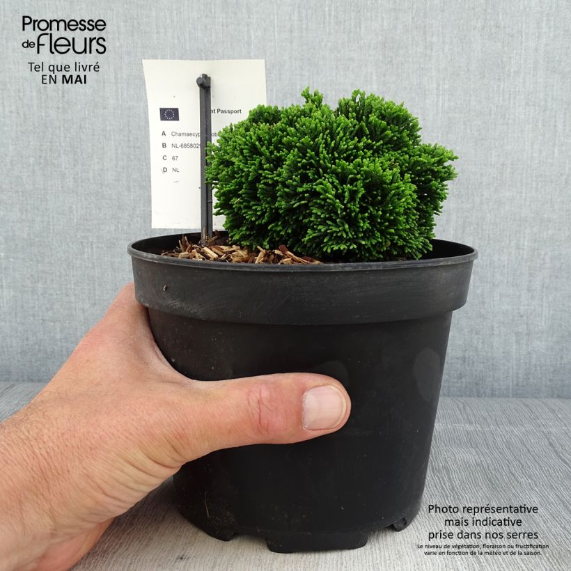 Chamaecyparis obtusa Juniperoides - Ciprés hinoki Maceta 2L/3LAltura de entrega aprox. 5/10cm Ejemplar entregado en la primavera