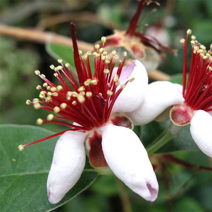 Guayabo - Acca sellowiana (Floración)