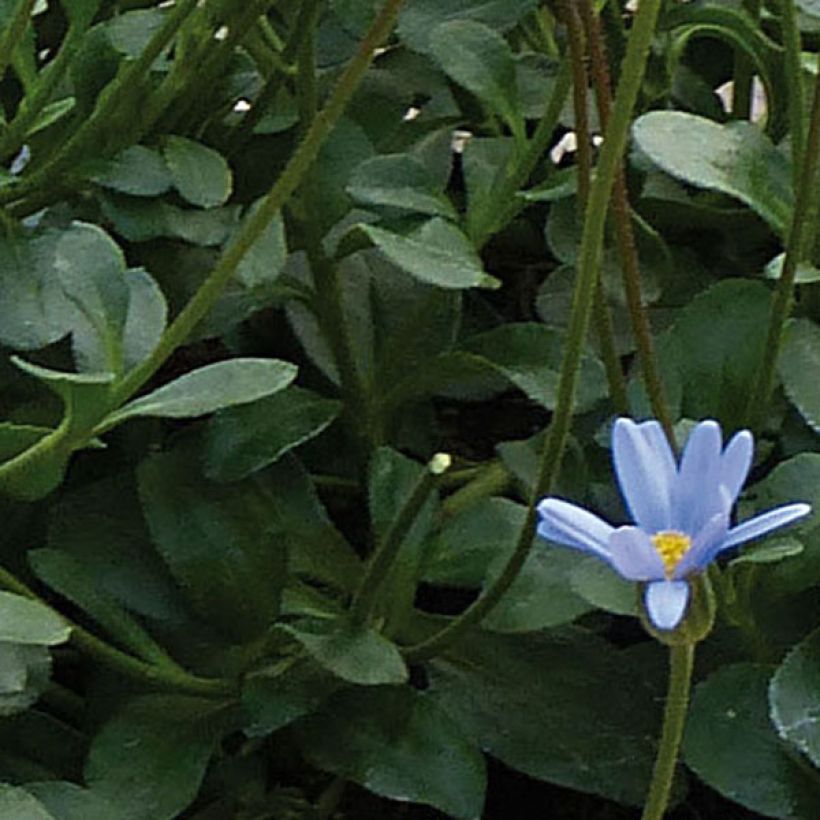 Felicia amelloides Forever Blue - Agatea (Follaje)