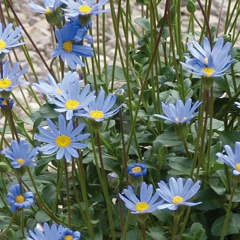 Felicia amelloides Forever Blue - Agatea (Floración)