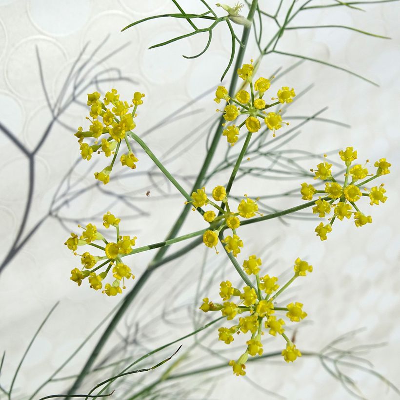 Hinojo - Foeniculum vulgare (Floración)