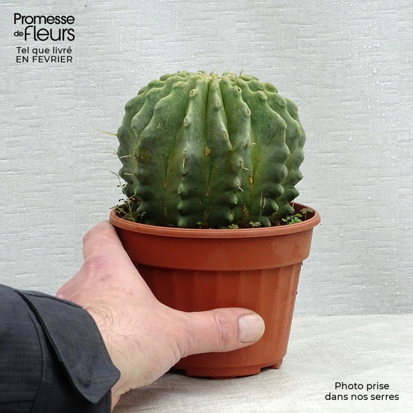 Ferocactus glaucescens Inermis Pot de 13 cm Ejemplar entregado en invierno