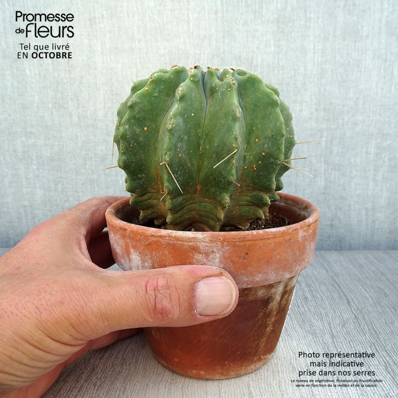 Ejemplar de Ferocactus glaucescens Inermis Pot de 13 cm entregado en otoño