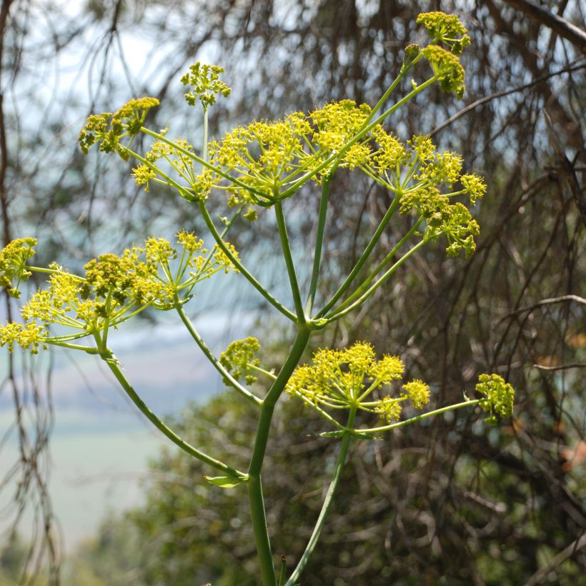 Ferula communis - Cañaheja (Floración)