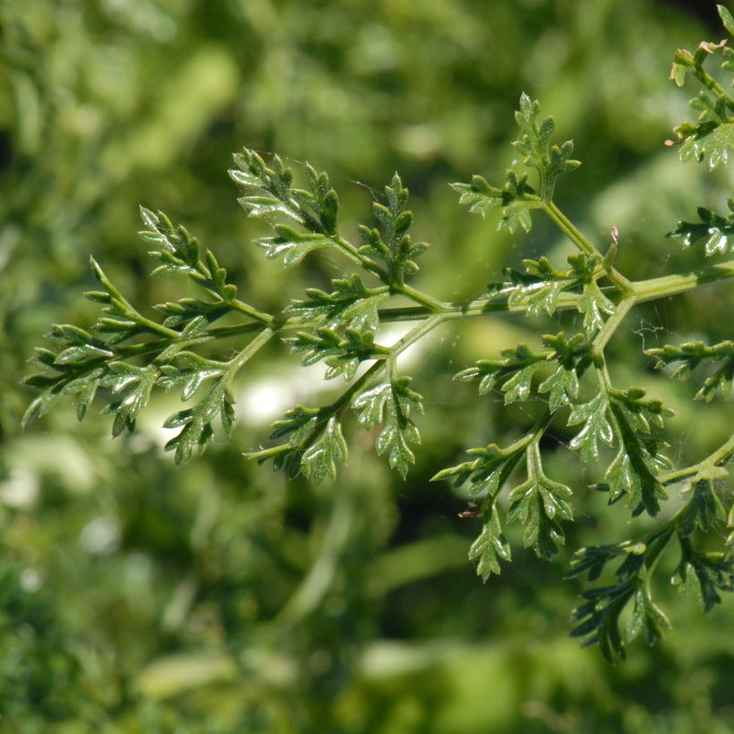 Ferula tingitana (Follaje)