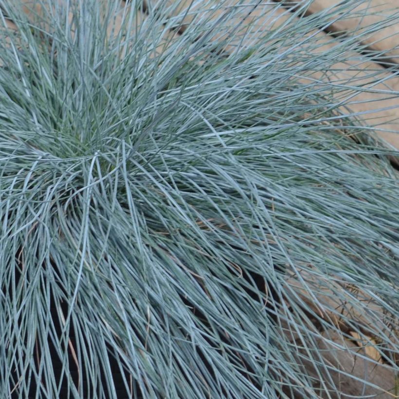 Festuca azul Intense Blue - Festuca azul (Follaje)