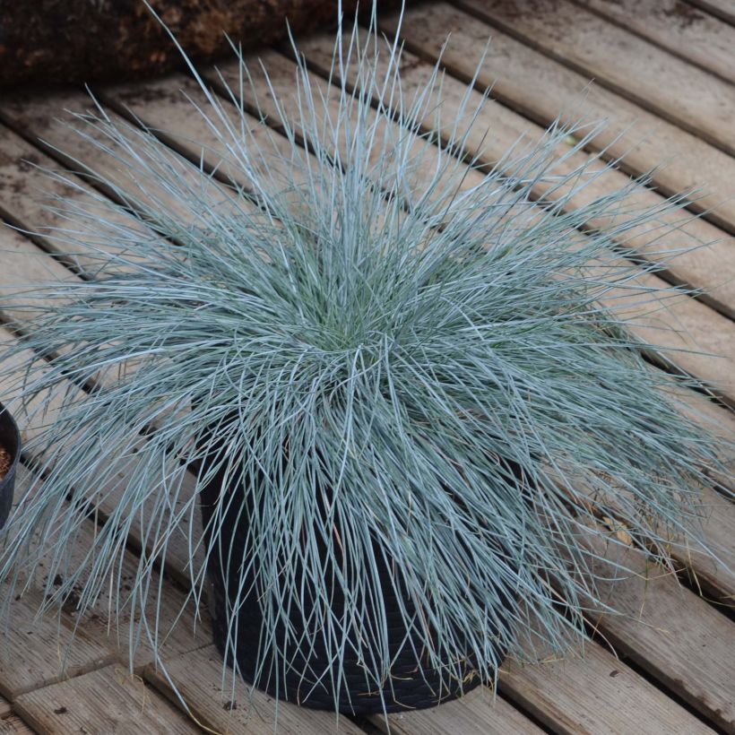 Festuca azul Intense Blue - Festuca azul (Porte)