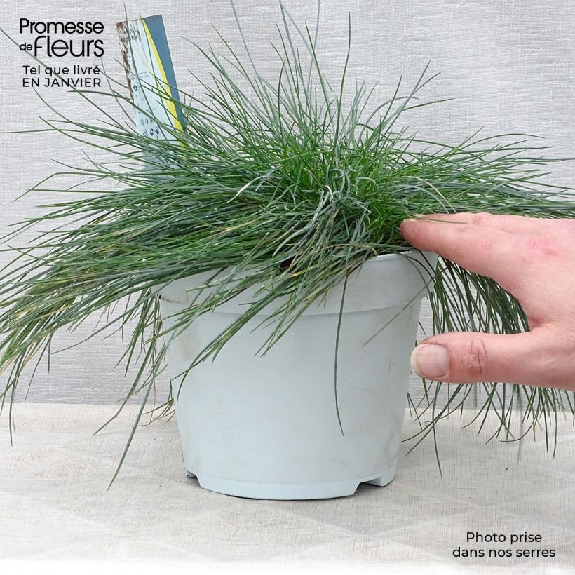 Festuca Intense Blue - Fétuque bleue Pot de 2L/3L Ejemplar entregado en invierno