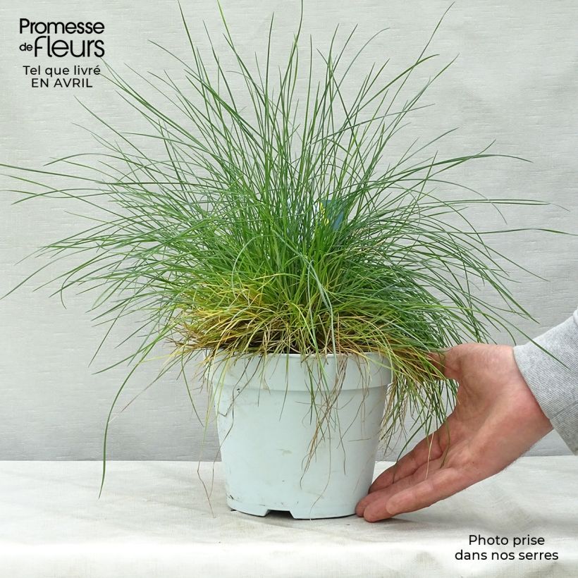 Festuca azul Intense Blue - Festuca azul Maceta 2L/3L Ejemplar entregado en la primavera